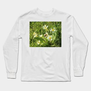 common yellow primrose with a worker honey bee Long Sleeve T-Shirt